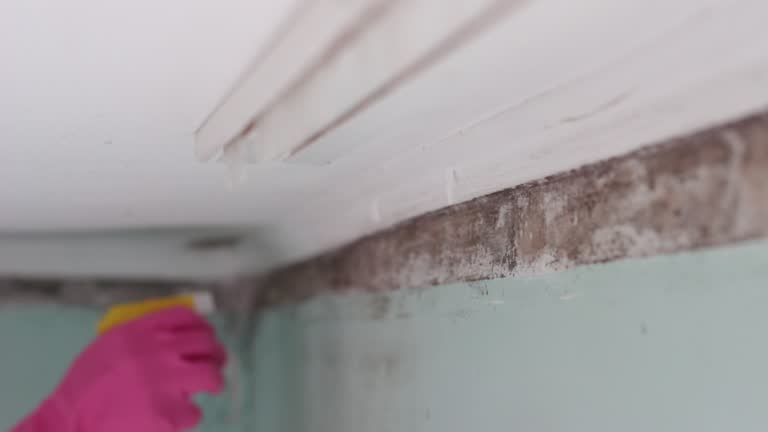 Mold Odor Removal Services in Eleanor, WV